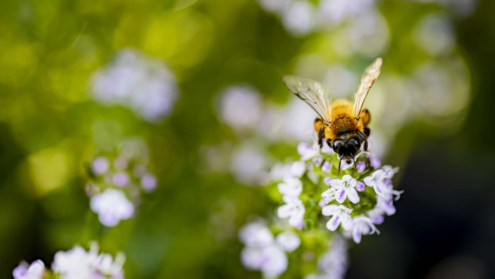 Besser ohne Gift: Für Artenvielfalt und den Schutz unserer Insekten. Foto: Jörg Farys / BUND