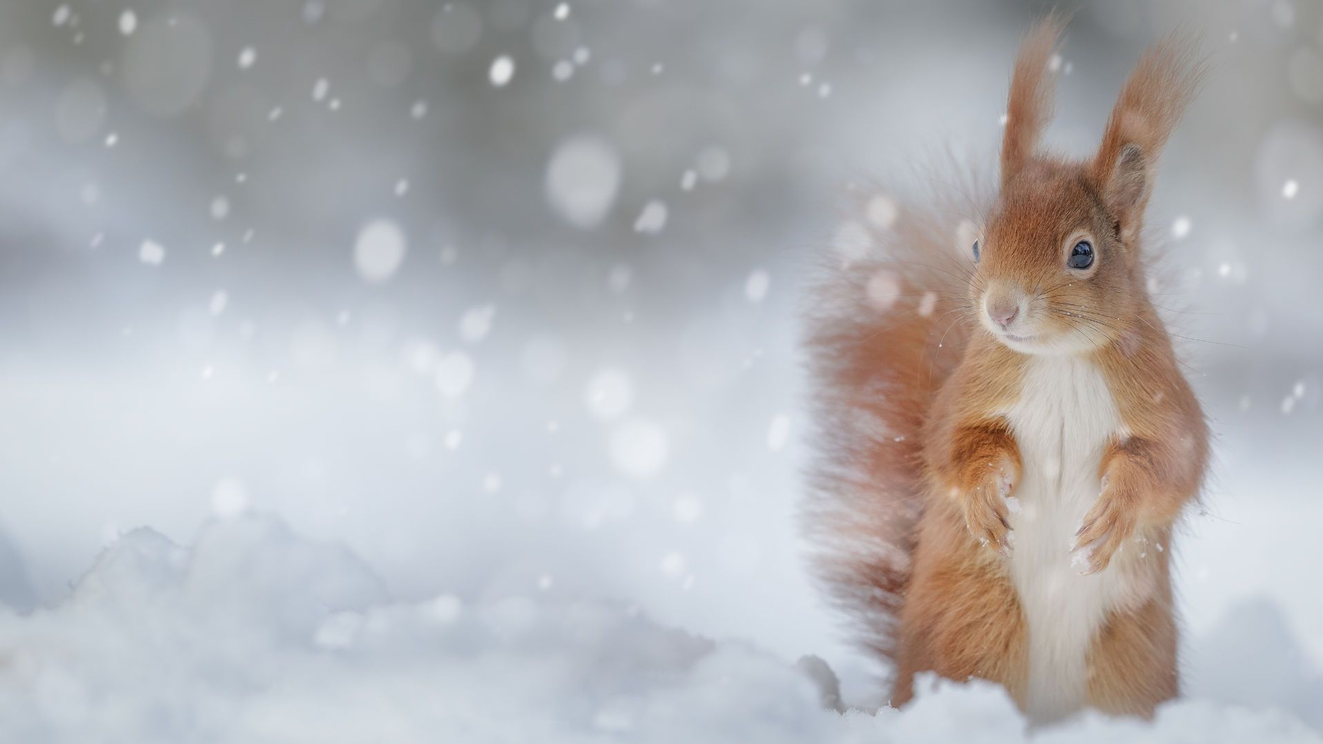 Winterszene mit Eichhörnchen. Foto: Neil Burton / Shutterstock.com
